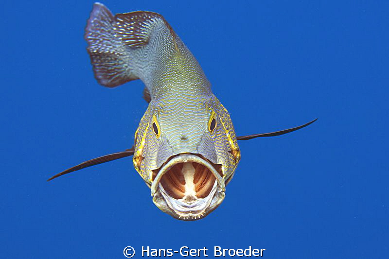 Black Snapper
  Sorry, sorry cute Black Snapper, I'm NOT... by Hans-Gert Broeder 