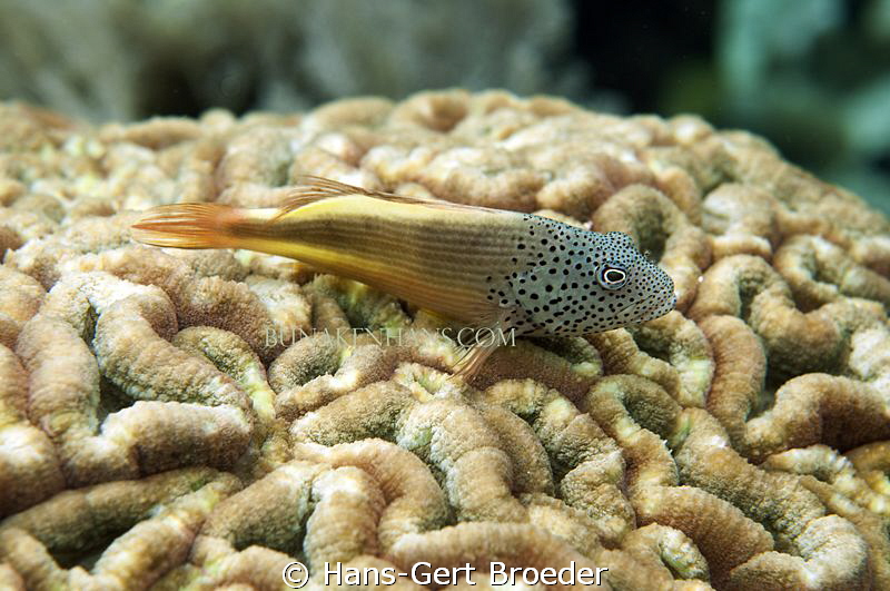 Freckled Hawkfish
  Amongst the Brains,
  www.bunakenha... by Hans-Gert Broeder 