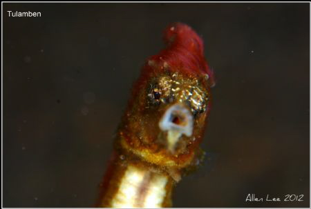 Red hair Sea horse.Nikon D80,105mmVR. by Allen Lee 