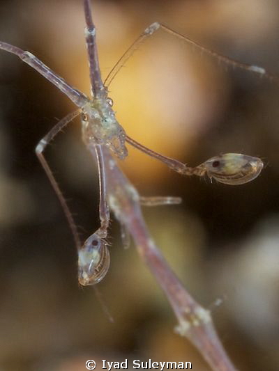Skeleton Shrimp in details...
taken with my +15 diopter by Iyad Suleyman 