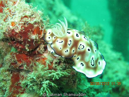 I took this photo at Mabul, a small island off the south-... by Lukman Shamsuddin 