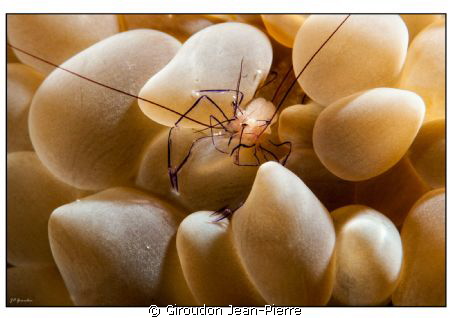 A small Schrimp in Bunaken by Giroudon Jean-Pierre 