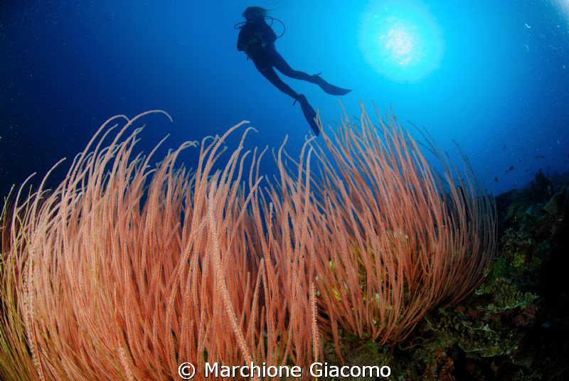 Red wide
Nikon D200 , 10,5mm Nikon, twin strobo
Walea m... by Marchione Giacomo 