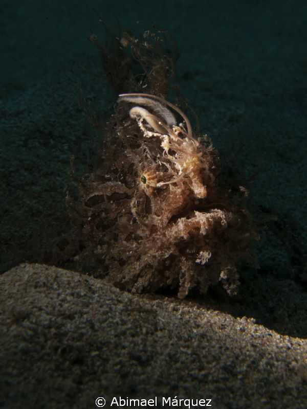 Triated Frogfish and my snoot. by Abimael Márquez 