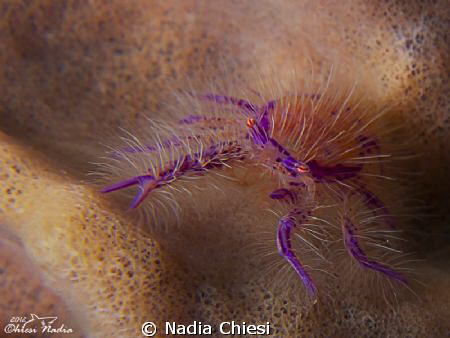 Electric !!!! by Nadia Chiesi 