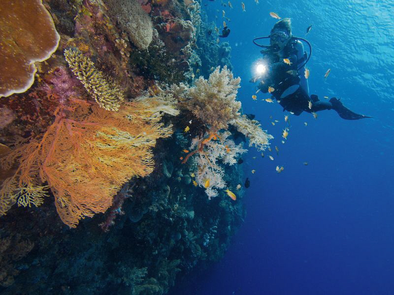 Cabilao reefscape by Alex Varani 