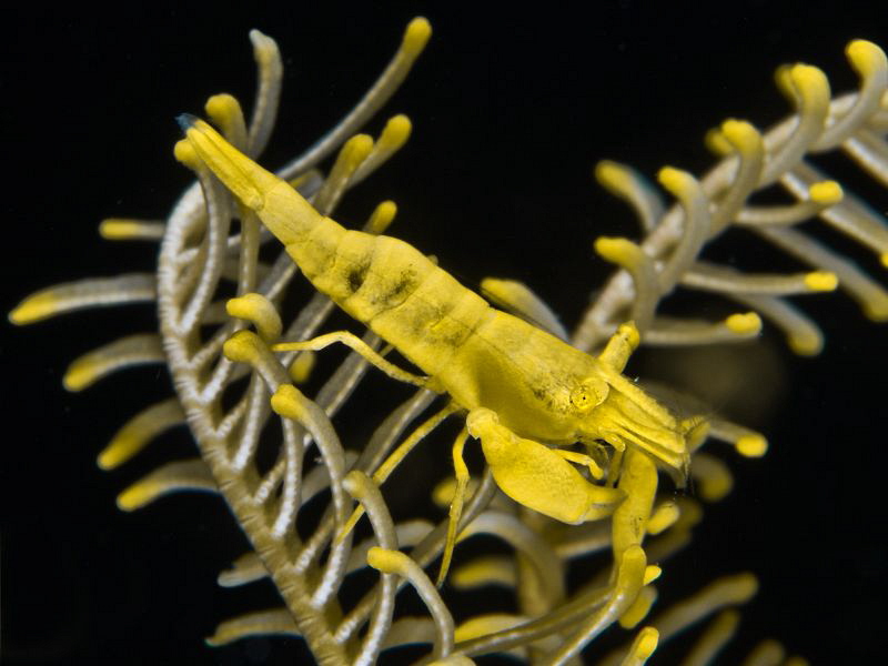 One more Periclemenes sp. on crinoid by Alex Varani 