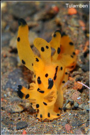 Thecacera spp.Nikon D80,105mmVR. by Allen Lee 