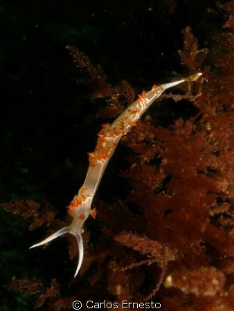 Flabelina babai by Carlos Ernesto 