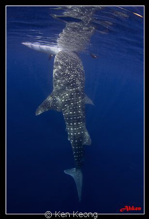 Taken in Oslob by Ken Keong 