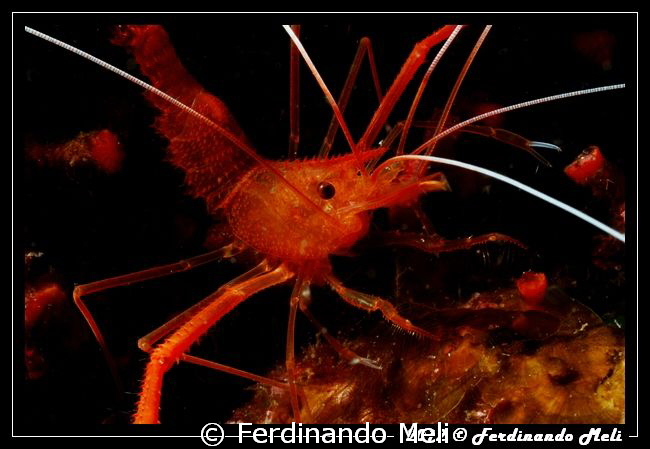 Shrimp by Ferdinando Meli 
