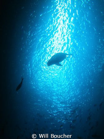 Galapagos sea lion by Will Boucher 