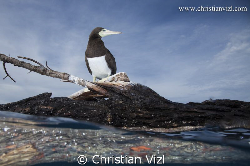 Sea bird standing on a log, floating in the pacific ocean... by Christian Vizl 