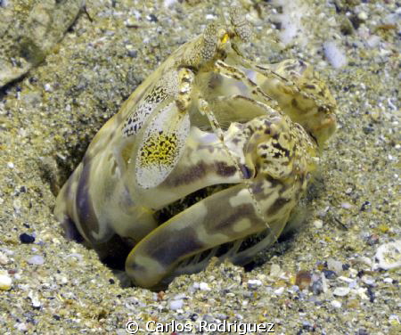Reef Matis peeking out her hole in the sandy bottom. by Carlos Rodriguez 