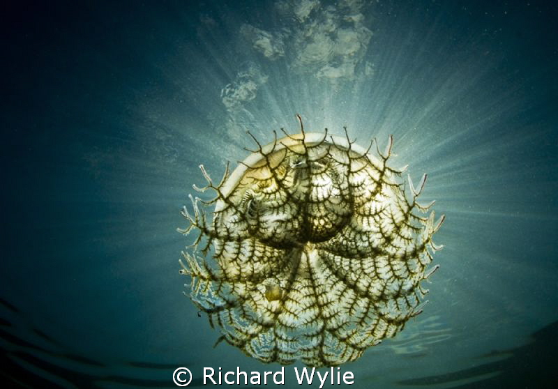 "United Nations" (Southern Tailed Jellyfish) caught again... by Richard Wylie 