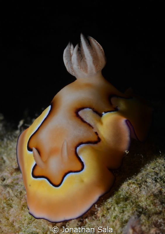 Chromodoris Coi, Malapasqua Island by Jonathan Sala 