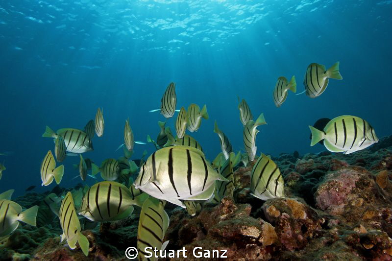 School of Convict tangs by Stuart Ganz 