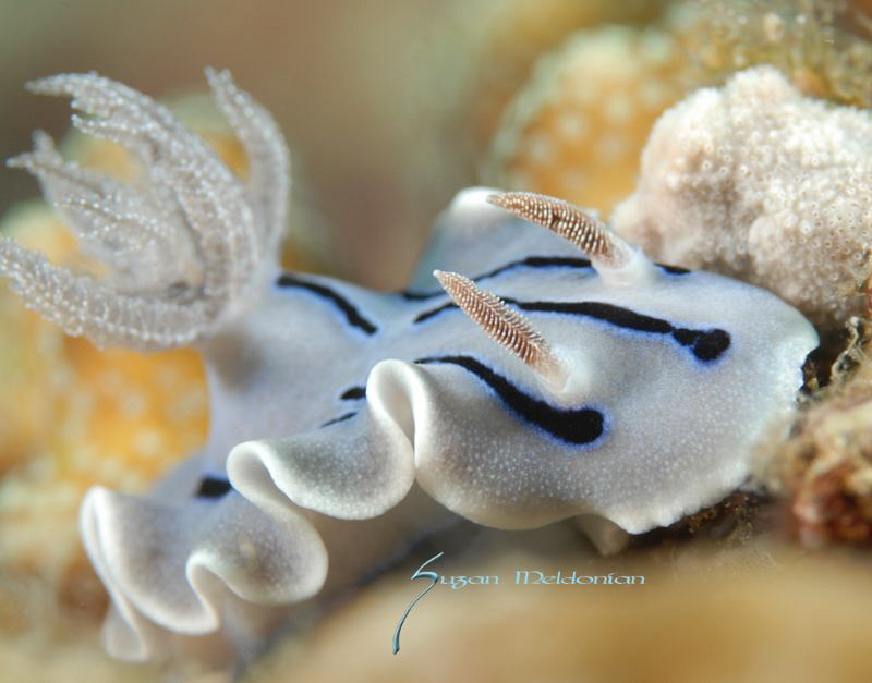 Nudibranch by Suzan Meldonian 