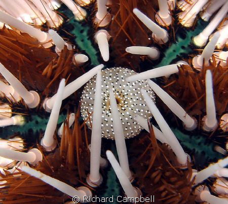 creature of the sea..i only see, i know not what it be.. by Richard Campbell 