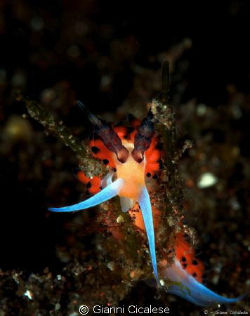 Favorinus tsuruganus by Gianni Cicalese 