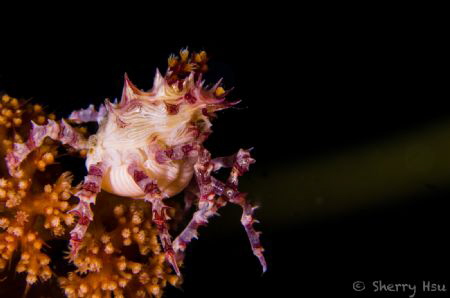 Soft Coral Crab/Candy Crab@Lembeh by Sherry Hsu 