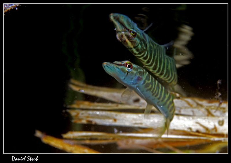 Reflexions :-D by Daniel Strub 