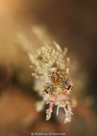 Sydney Pygmy Pipehorse (size 15-20mm)
Canon 500D , 60 mm... by Matthias Wildermuth 