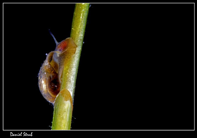 Physa fontinalis :-D by Daniel Strub 