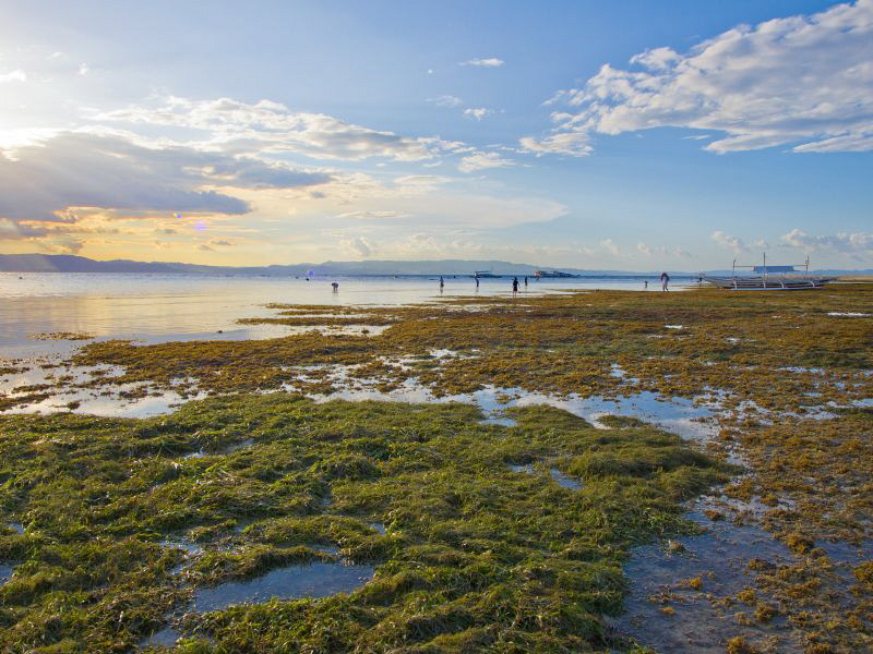 Sunset in Cabilao: sea urchin fisherman at work by Alex Varani 