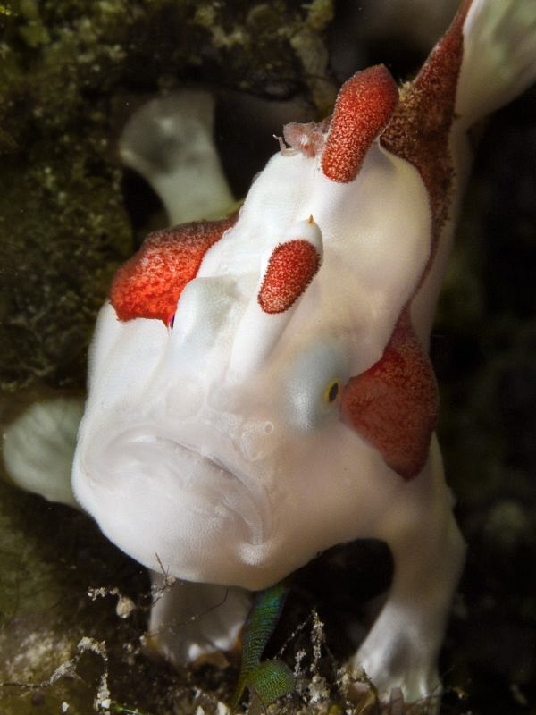 Antennarius maculatus - juvenile - by Alex Varani 