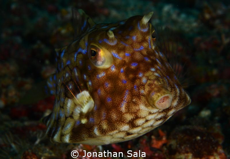 Box Fish... by Jonathan Sala 