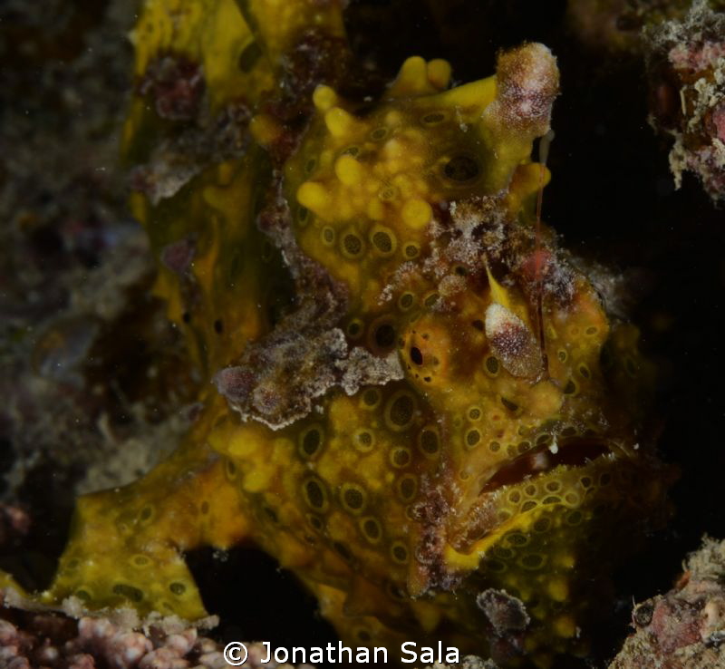 Frog Fish, Yellow/Braun by Jonathan Sala 