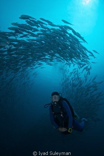 Schooling jackfishes & diver by Iyad Suleyman 