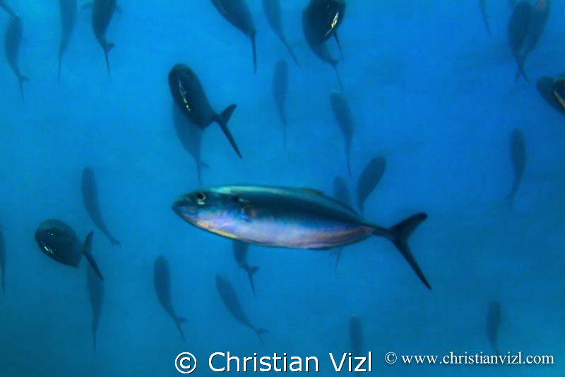group of fishes swimming in mid water, at Ixtapa, Mexico. by Christian Vizl 
