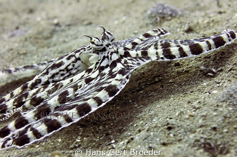 Mimic Octopus
'Shadows '
www.bunakenhans.com
Bunaken, ... by Hans-Gert Broeder 