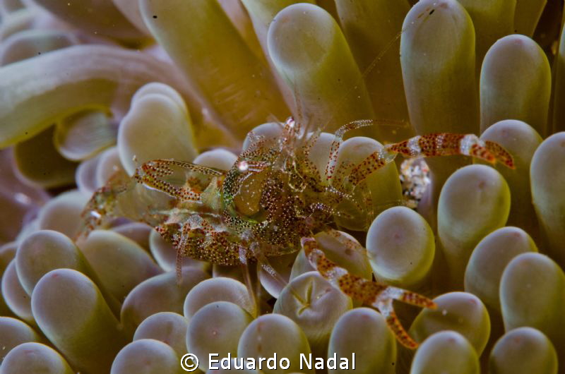 f18, clear-like shrimp by Eduardo Nadal 
