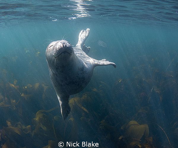 Grey Seal and Sun Rays, Farne Islands. by Nick Blake 
