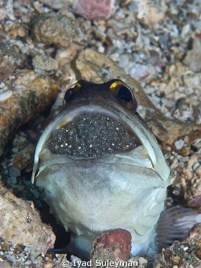 Jawfish with eggs by Iyad Suleyman 