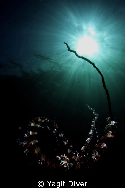 Bright light by Yagit Diver 