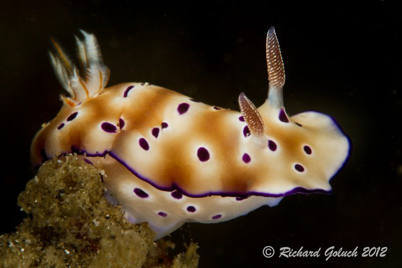 Chromodoris Leopardus-Lembeh by Richard Goluch 