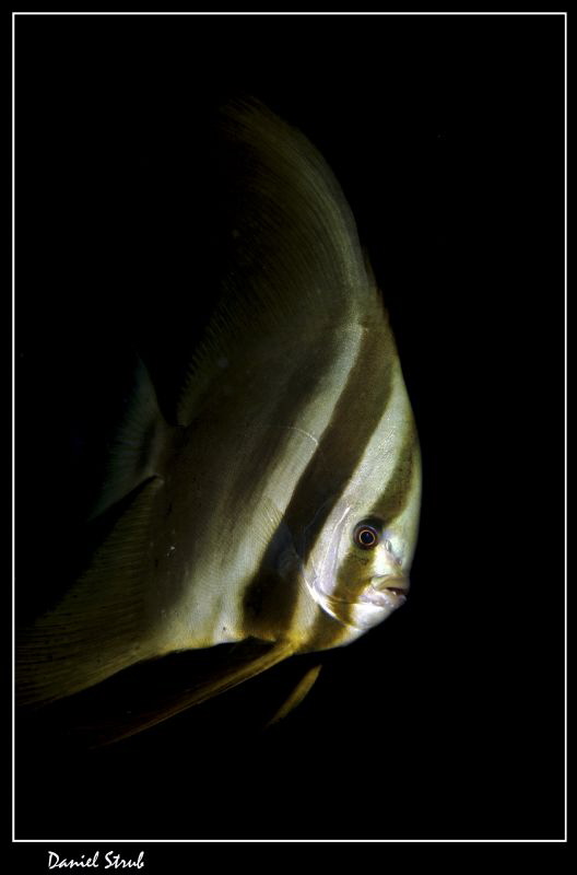 Platax in Dauin :-D by Daniel Strub 