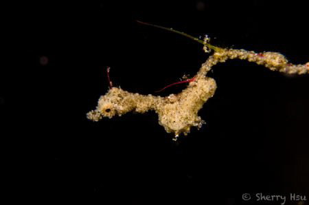Lembeh Sea Dragon@Lembeh Strait by Sherry Hsu 