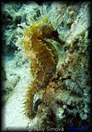 Sea horse by Niky Šímová 