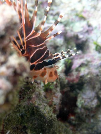 Cook Island Lion Fish. Olympus C-8080 wide zoom / olympus... by Quentin Long 