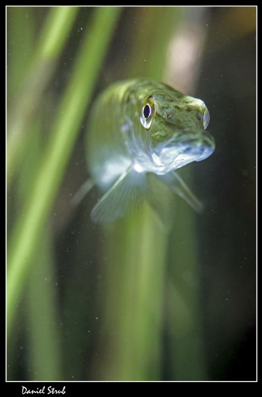Young pike hiding in the reeds :-D by Daniel Strub 