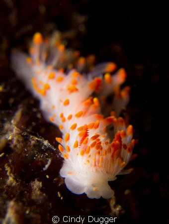 Limacia cockerel taken at Anacapa Island, CA.  Shot with ... by Cindy Dugger 