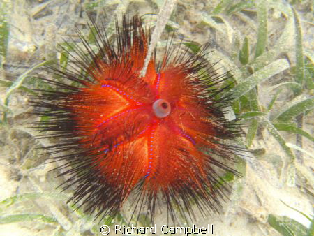 sealife dc1000... by Richard Campbell 