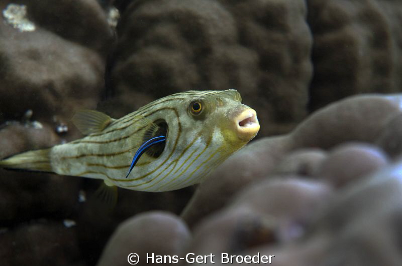 Pufferfish
"Sacre Bleu" 
Oooh, it's sooo goood!
www.bu... by Hans-Gert Broeder 