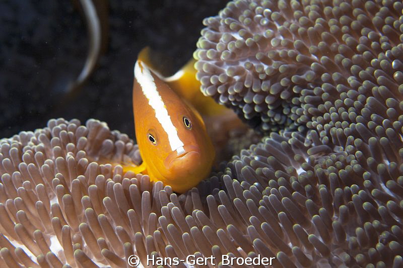 Pufferfish,
flash,blitz
www.bunakenhans.com
Bunaken, S... by Hans-Gert Broeder 