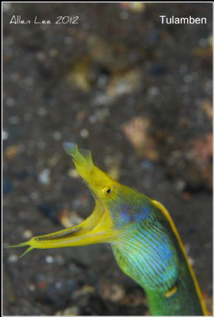 Ribbon Eel.Nikon D80,105mmVR. by Allen Lee 